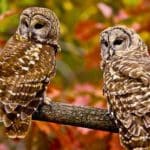 Barred Owls