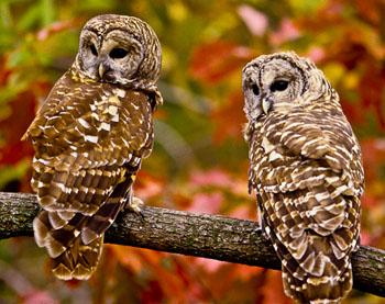 Barred Owls