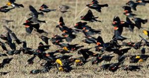 Most songbirds migrate after dark but red-winged and yellow-headed blackbirds (with brown-headed cowbirds) fly during the day Photo credit: Jim Williams