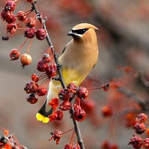 Crabapples supply much-needed calories in winter and early spring, and cedar waxwings may stop by for a meal. Photo credit: Jim Williams
