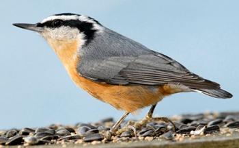 450_jim-williams_red-breasted-nuthatch