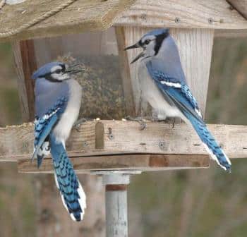 Blue Jays hash it out at feeder