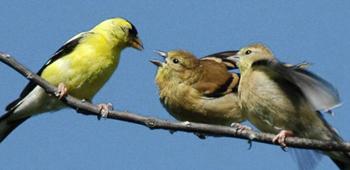 Male goldfinch feeds young