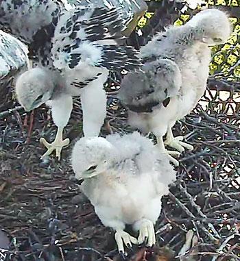 Very young red-tailed hawks