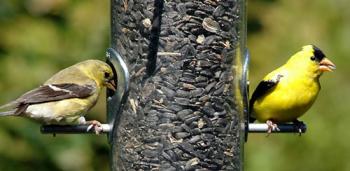 American goldfinches