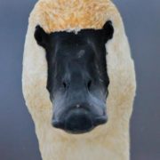 A curious trumpeter swan