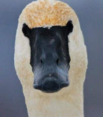 A curious trumpeter swan