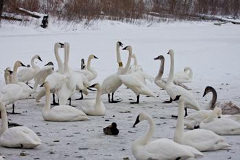 Trumpeter swans gathering