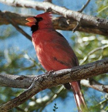 Northern cardinal singing