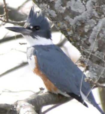 female belted kingfisher