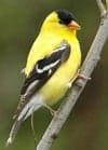 Male American Goldfinch in Summer