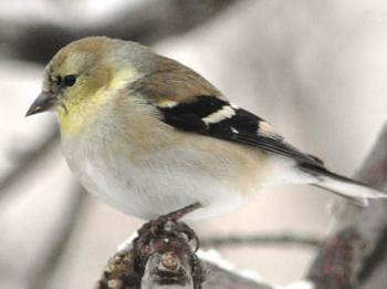 Male American Goldfinch in Winter