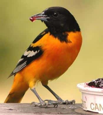Baltimore Oriole at Jelly Feeder