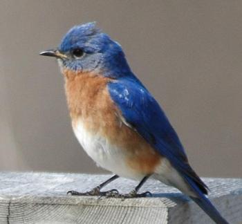 Eastern Bluebird