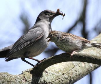 catbird feeding chipping sparrow
