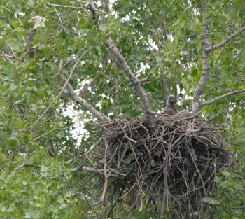 Attentive Bald Eagle near its nest and eaglet