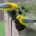 Pair of prothonotary warblers
