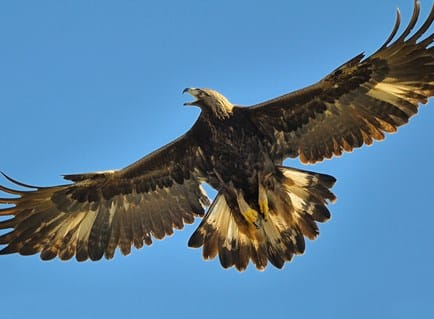 Golden Eagle Viewing Field Trip Saint Paul Audubon Society