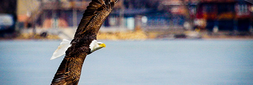 Eagle flying over Lake Pepin