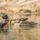 wood ducks - Three Rivers Park District