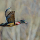 Wood Duck in flight
